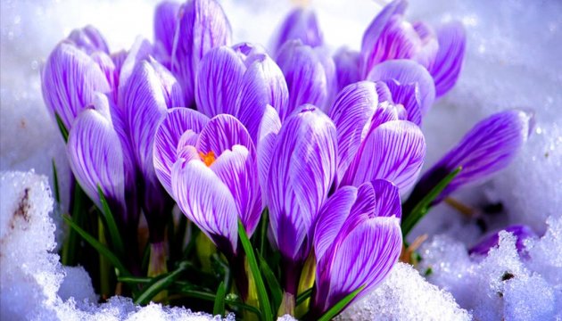 Звернення єпископів про захист первоцвітів